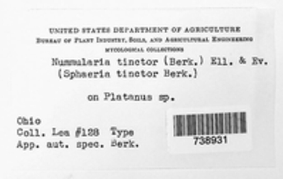 Camillea tinctor image